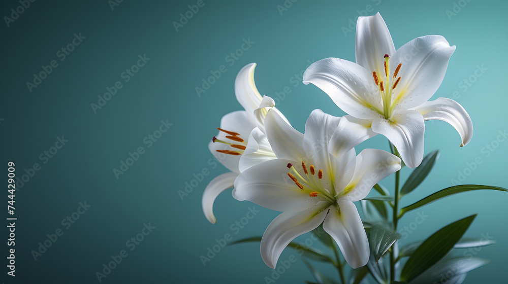 A white Lily background with leaves and petals, a beautiful floral arrangement.