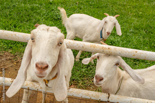 Obraz na plátne Animal themes white goat Capra aegagrus hircus on the green farm