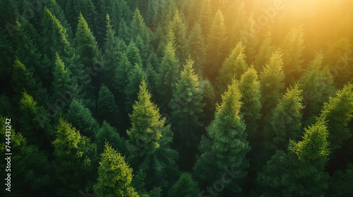 Green forest against sky.