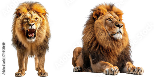 Lion isolated on transparent background photo