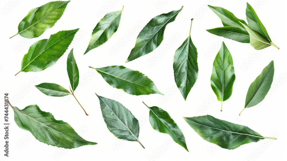 Set of laurel leaves on a white background.