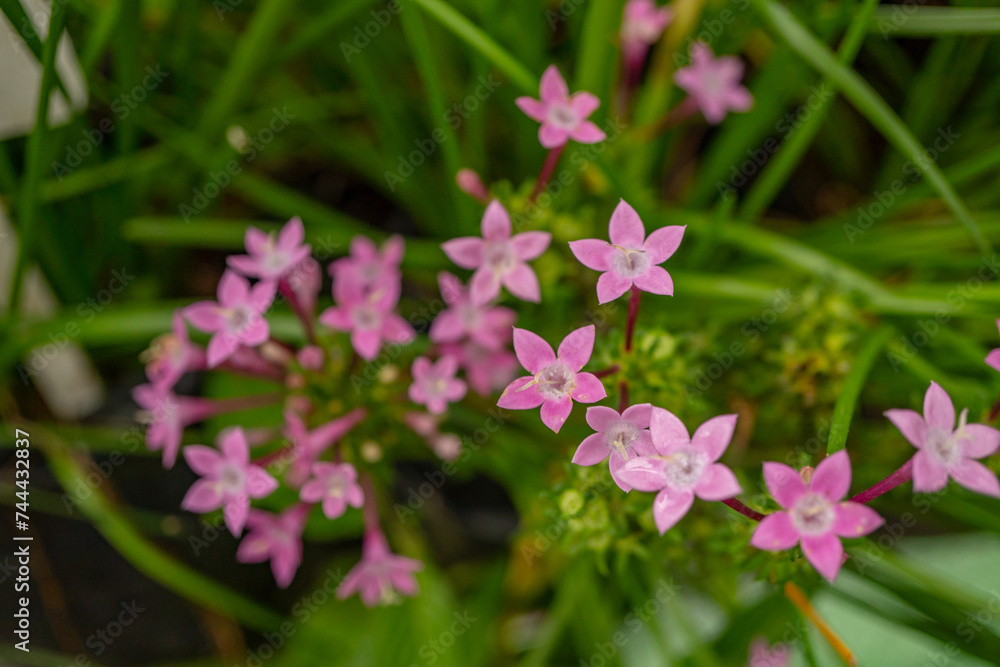 Group small pink flower of Centaurium erythraea on the national garden. Photo is suitable to use for nature background, botanical poster and garden content media.