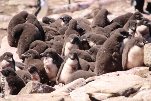 Southern Rockhopper Penguin chicks (Eudyptes chrysocome), Saunders Island, Falkland Islands.