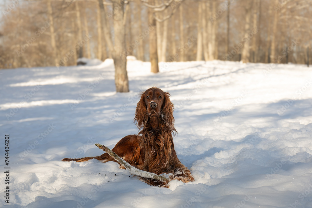 Irish setter on the hunt. Hunting dog in the forest. Hunting with a dog in winter.