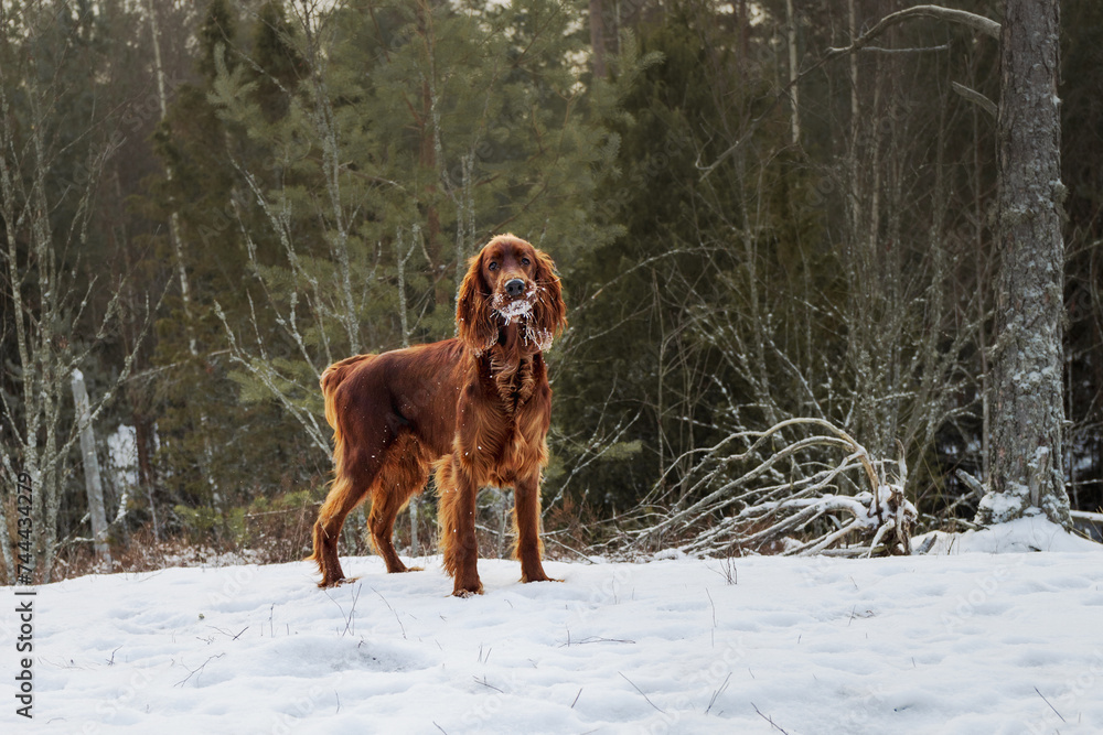 Irish setter on the hunt. Hunting dog in the forest. Hunting with a dog in winter.