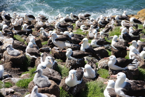 Black-browed Albatross (Thalassarche melanophrys) colony, Saunders Island, Falkland Islands. photo