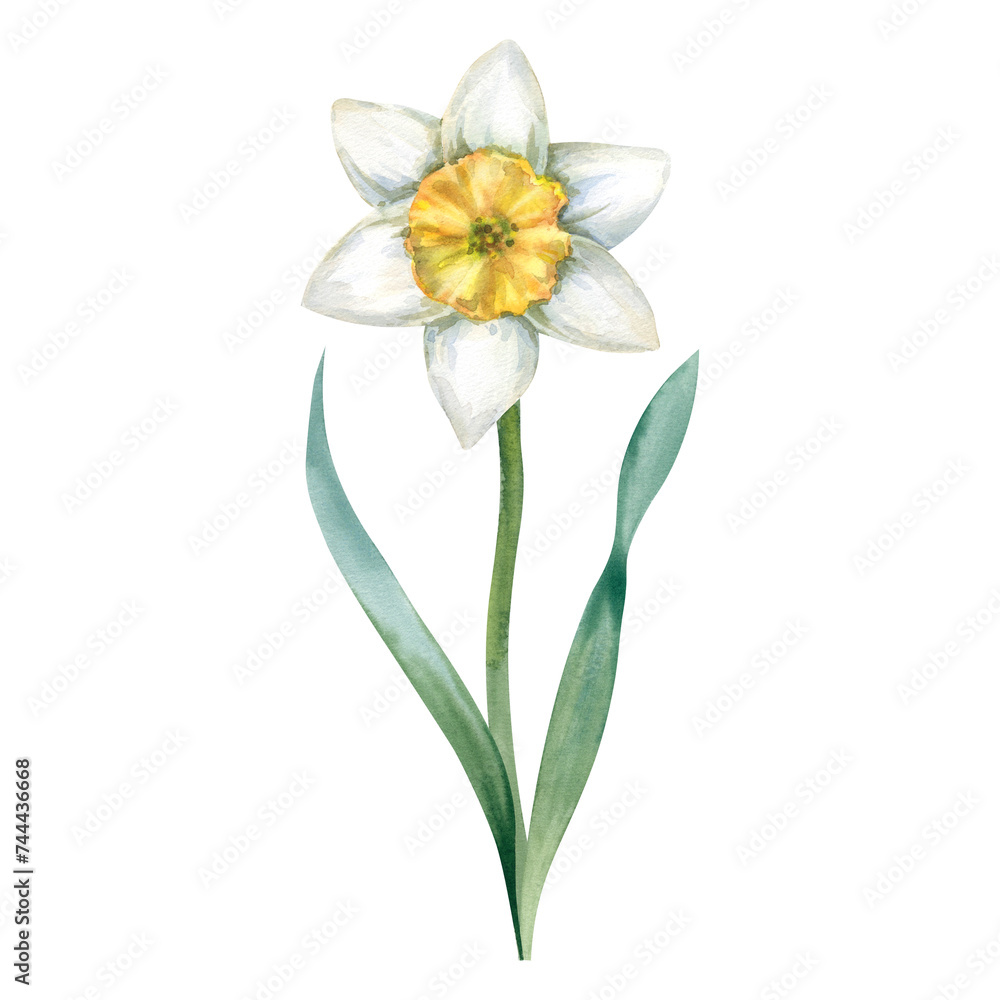 Watercolor narcissus on a white background, hand-painted. A delicate vintage spring flower. Easter holiday. For designers, postcard decor, logos, icons, clipart.