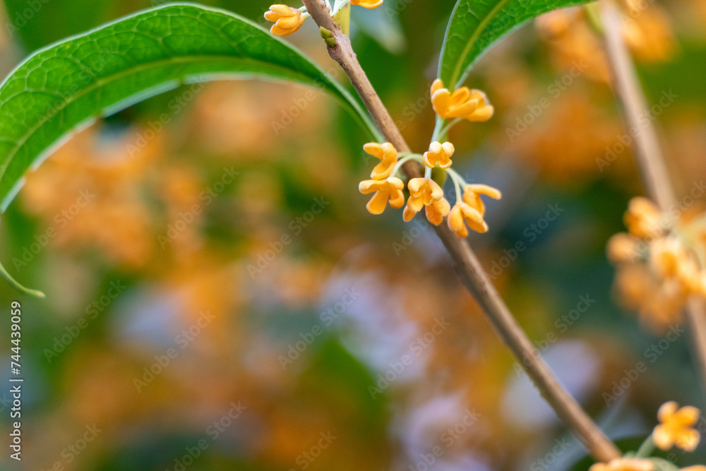 キンモクセイのかわいらしい花 キンモクセイのかわいらしい花