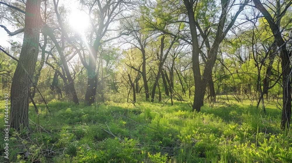 Forest view in spring with bright sunlight in the morning Forest view in spring with bright sunlight in the morning