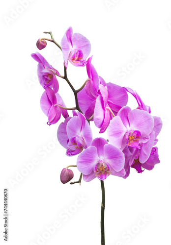 Blooming hybrid phalaenopsis orchids Fara 12