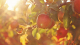 Sunlight filters through foliage onto ripe apples.