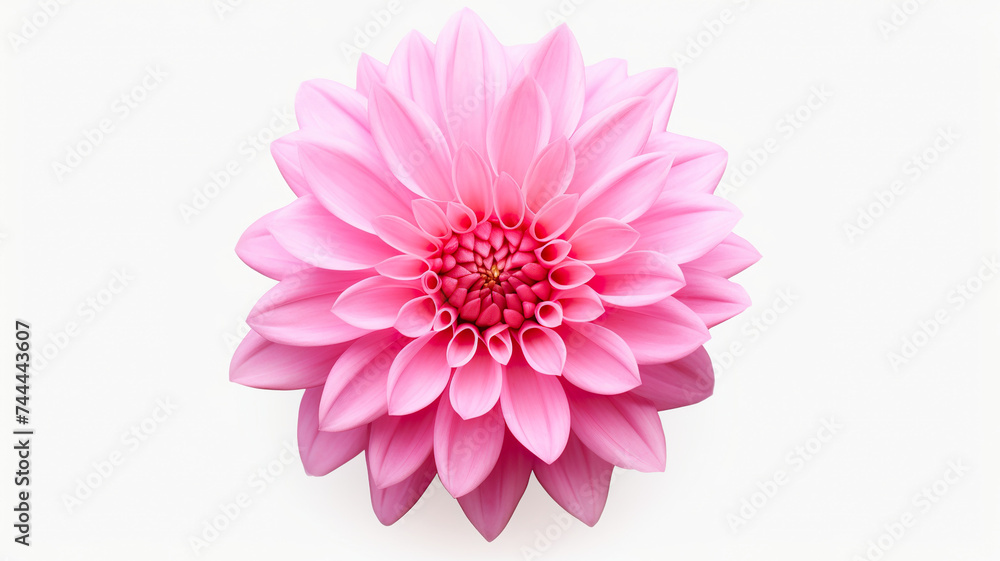 An single pink flower on a stark white background