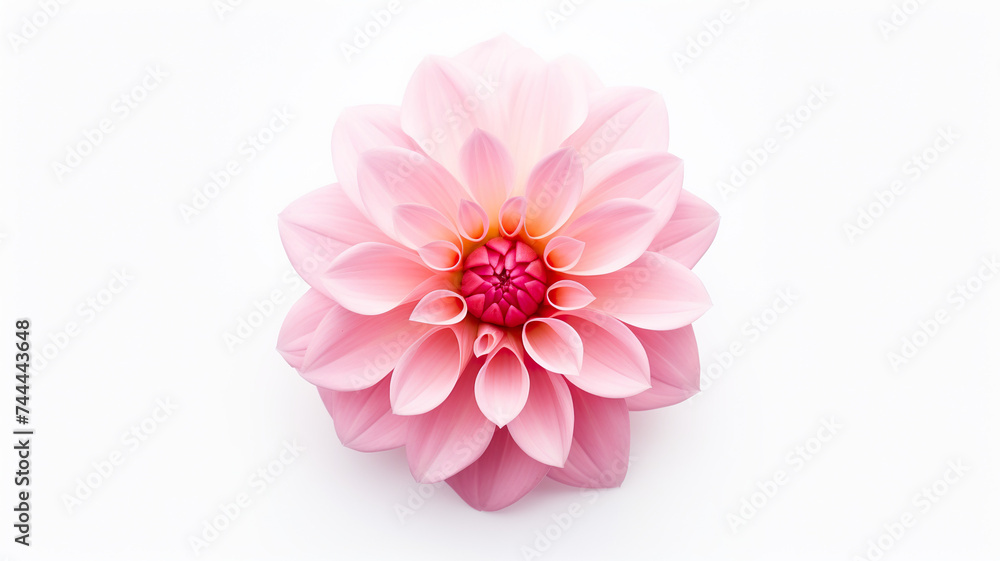 An single pink flower on a stark white background An single pink flower on a stark white background