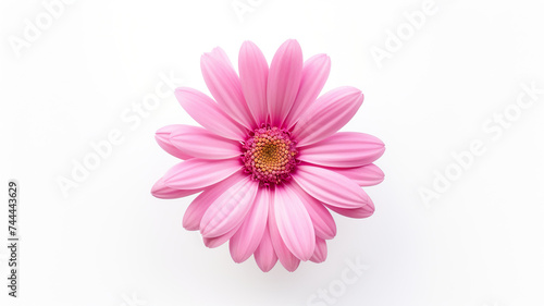 An single pink flower on a stark white background
