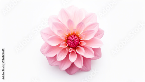 An single pink flower on a stark white background