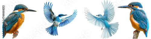 Blue bird flying on transparency background © KimlyPNG