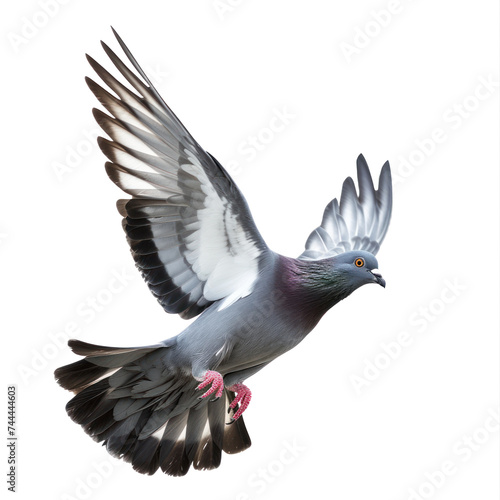 pigeon flying high resolution on transparency background PNG © KimlyPNG
