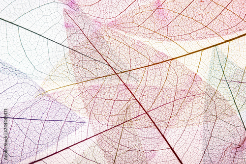 Fototapeta Naklejka Na Ścianę i Meble -  Colored Veins, liquid gradient, gradient, still life