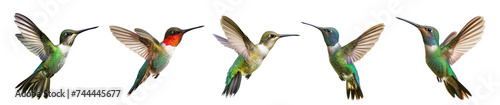 hummingbird on transparency background PNG
