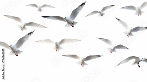 seagulls isolated on white background