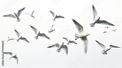 seagulls isolated on white