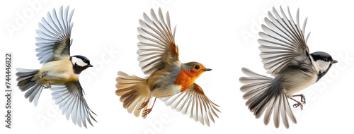 beautiful bird in flight, on transparency background PNG photo