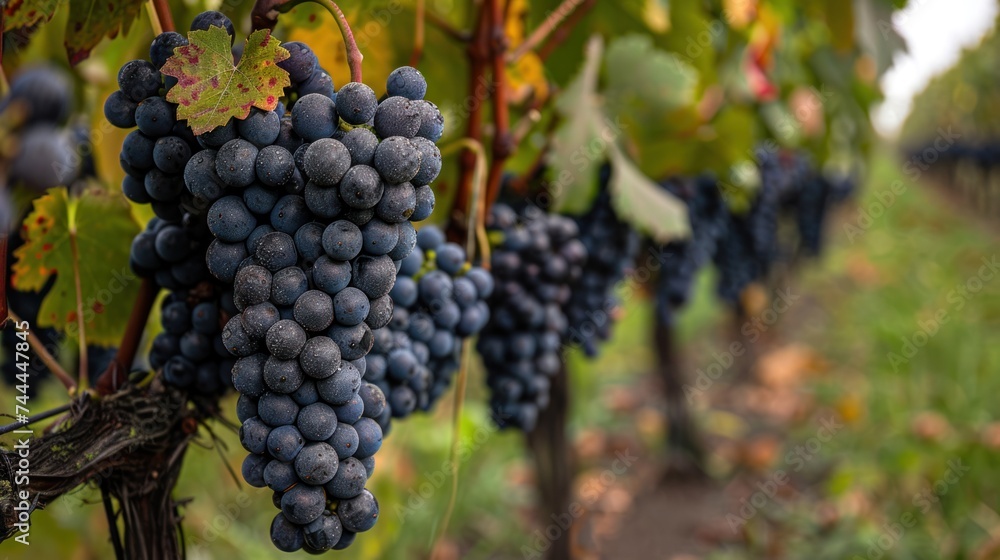 A close-up shot showcasing a cluster of grapes hanging on a grapevine in a vineyard