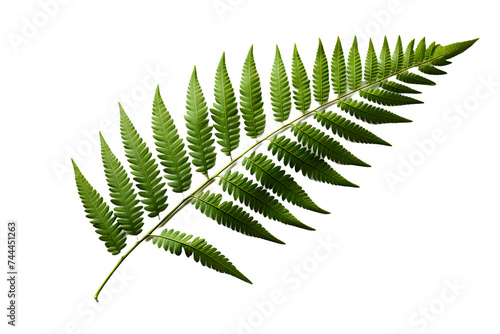 Green Fern Leaf. Tropical Botany Isolated on a Transparent Background