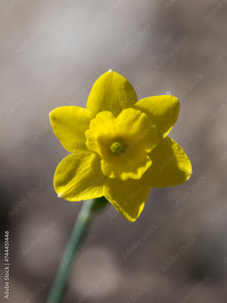 Rock daffodil, Narcissus rupicola. Photo taken in La Pedriza, Guadarrama Mountains National Park, Madrid, Spain Rock daffodil, Narcissus rupicola. Photo taken in La Pedriza, Guadarrama Mountains National Park, Madrid, Spain