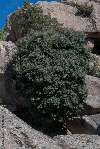 Holm oak, Quercus rotundifolia, growing on the rocks. Photo taken in La Pedriza, Guadarrama Mountains National Park, Madrid, Spain.