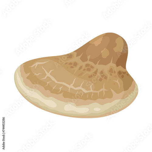 Vector illustration, Birch polypore or Fomitopsis betulina mushroom, isolated on white background. photo