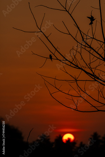 A Beautiful sunset landscape in the late winter in south india photo