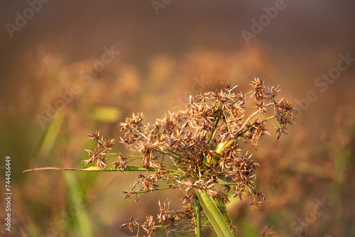 A beautiful plant and flower in the evening golden light © senthil