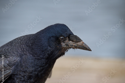 Carrion crow photo