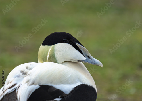 Eider duck, male photo