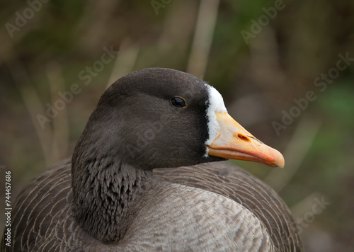 Greater white-fronted goose photo