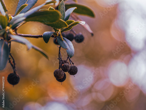 Greek strawberry tree or Koumaria in modern Greek, is a bushy, low tree with reddish leaves and small, edible fruits, although they taste slightly astringent, and some a strong liqueur. photo