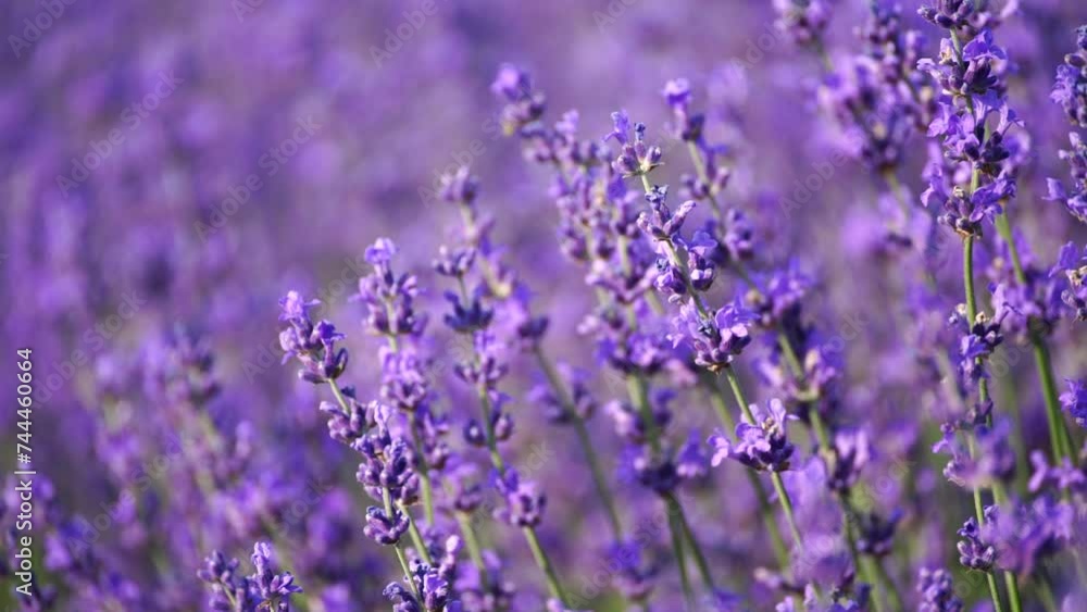 Blooming lavender field. Beautiful purple flowers. Regional organic cultivation. Blooming lavender field. Beautiful purple flowers. Regional organic cultivation.