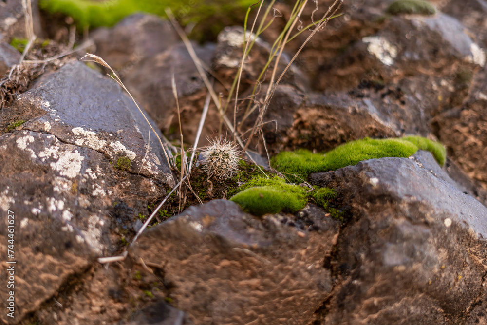 Cute Tiny Little Pokey Cactus Outside Growing in Rocks Cute Tiny Little Pokey Cactus Outside Growing in Rocks