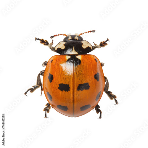 Ladybug in transparent background © PNG Lab
