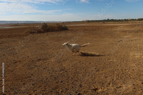 Happy dog running on the sand with herbs in the background in wahat Bahariya oasis in Egypt