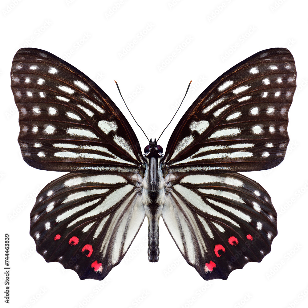 Hestina assimilis, male of red ring skirt butterfly in family Nymphalidae in Asia Hestina assimilis, male of red ring skirt butterfly in family Nymphalidae in Asia