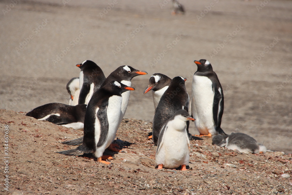 Fototapeta premium Gentoo Penguin (Pygoscelis papua) colony at the Neck on Saunders Island in the Falkland Islands.