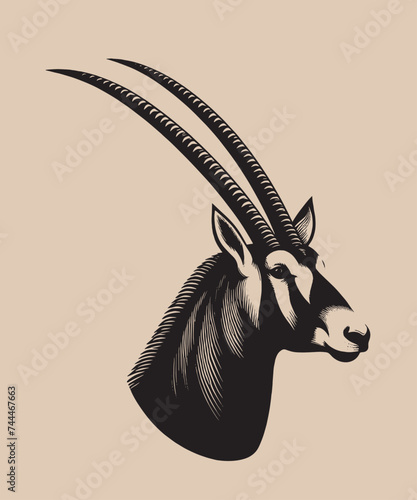 Gemsbok, oryx gazelle.  Beautiful vintage engraving vector illustration. Black outline	 photo
