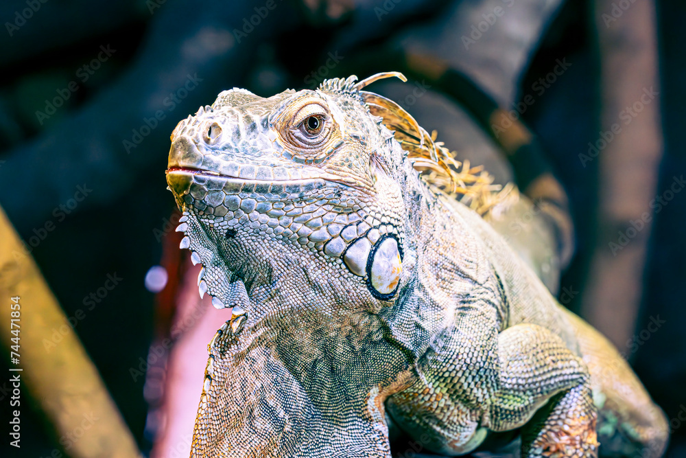 Fototapeta premium close up of a iguana