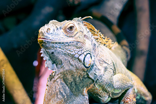 close up of a iguana