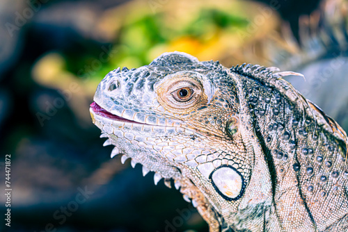 close up of a iguana