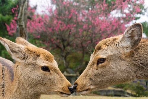 Fotografía Two cute deers in Nara Park, Japan