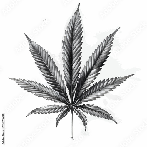 Graphic illustration pencil drawing hemp leaf 