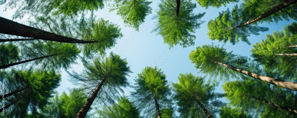 Obraz premium Trees in green forest against blue sky view from bottom.